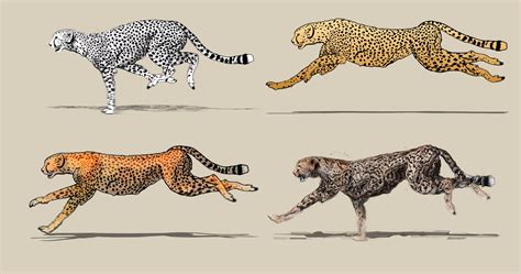 I know of some people in africa who have cheetahs regularly come to their house. Running Cheetah Drawing at GetDrawings | Free download
