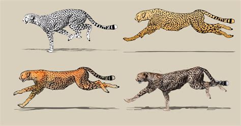 Select from 35653 printable crafts of cartoons, nature, animals, bible and many more. Cheetah Drawing at GetDrawings | Free download