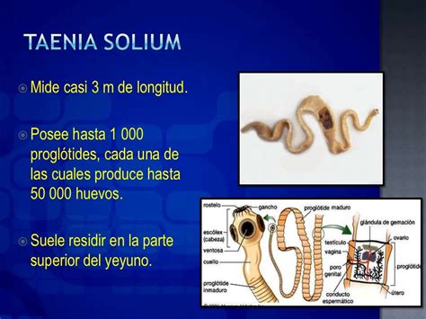 Taenia Solium Teniasis Y Cisticercosis Equinococcus Granulosum Q