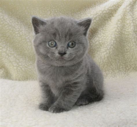 Find local classified ads for cats and kittens in the uk and ireland. British Blue Shorthair Kittens Near Me