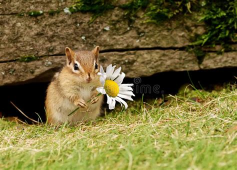 Baby Chipmunk With Daisy Stock Photo Image Of Cute Furry