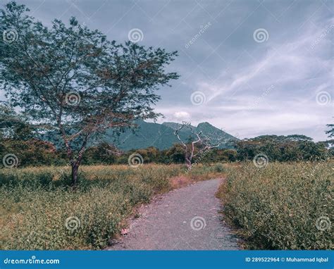 Situbondo Baluran National Park Stock Photo Image Of Located