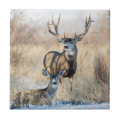 Mule Deer Buck and Doe Ceramic Tile | Zazzle.com in 2020 | Mule deer, Buck and doe, Mule deer buck