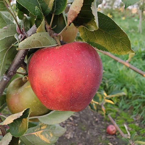 Our Apples — Hidden Gem Orchard