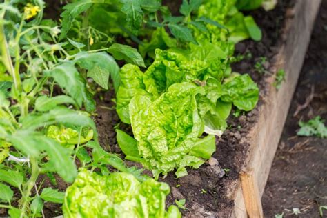 If you're getting bees to pollinate your food (not to produce honey), consider a solitary bee house (and encourage native plants and wildflowers)! Christine Luken: Growing your own garden is a great way to ...