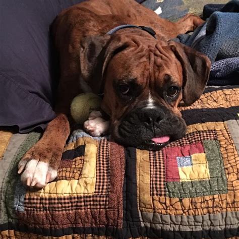 Boxer dog for Adoption in Lake Ann, MI. ADN-472273 on ...