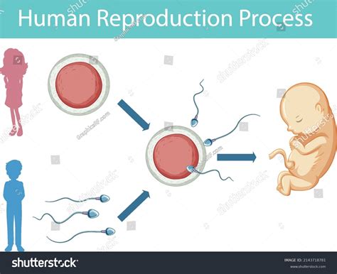 Human Reproduction Process Infographic Illustration Stock Vector