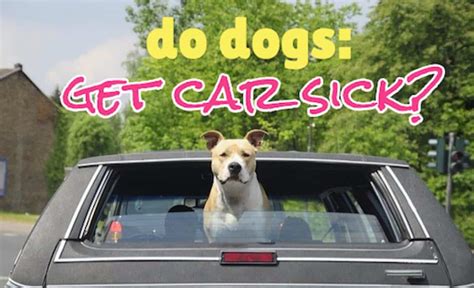 Do Dogs Get Car Sick Yes Learn How To Prevent It Here