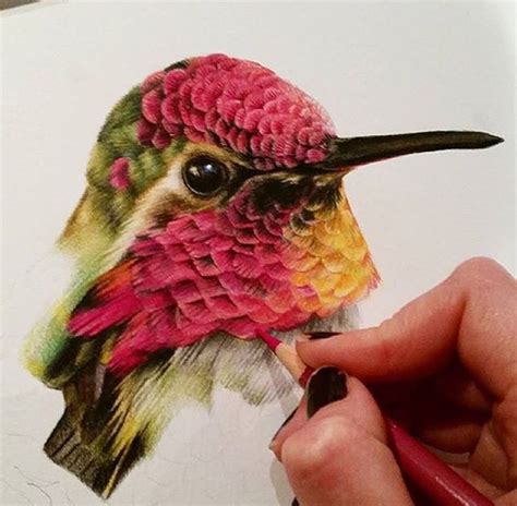 Colibri Color Pencil Art Bird Drawings Color Pencil Drawing