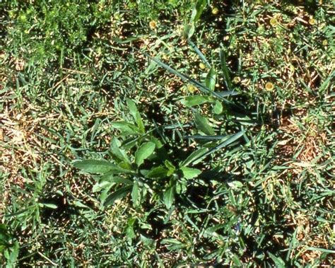 What Are Broadleaf Weeds And How To Control In Your Lawn