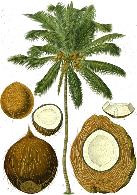 Subscribe and ring the bell! Coconut - Wikipedia