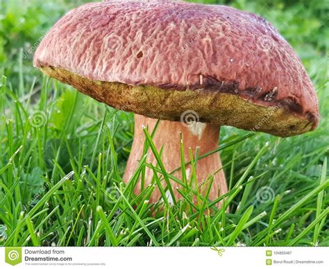Wild Red Mushroom Stock Image Image Of Wild Fresh