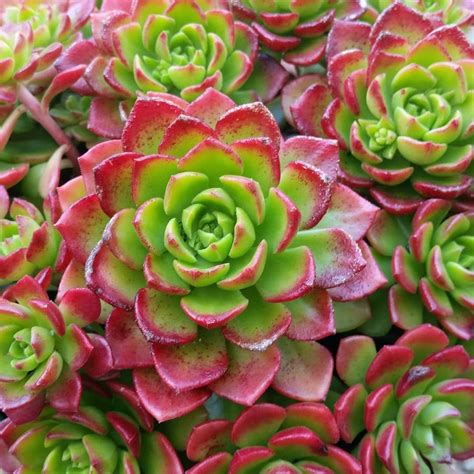 5 Beautiful Succulents With Red Flowers Red Succulents Succulents