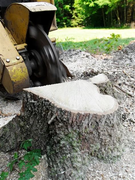 What To Do After Stump Grinding Planting Grass After Tree Removal 2021 Tree Removal Planting