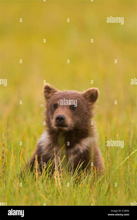 Spring Cub Brown Grizzly Bear Lake Clark National Park Alaska