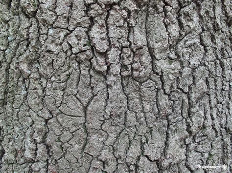 Tree Bark Nature Texture Scrapbook Textures Rough Texture