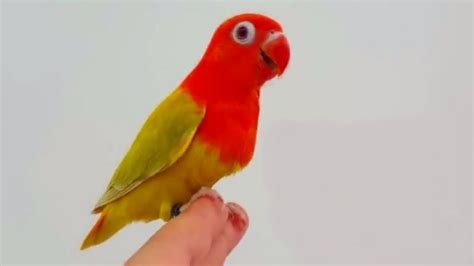 Don't forget to bookmark this page by hitting (ctrl + d), 8 Jenis Lovebird Biola Lengkap dengan Gambar dan Harga ...