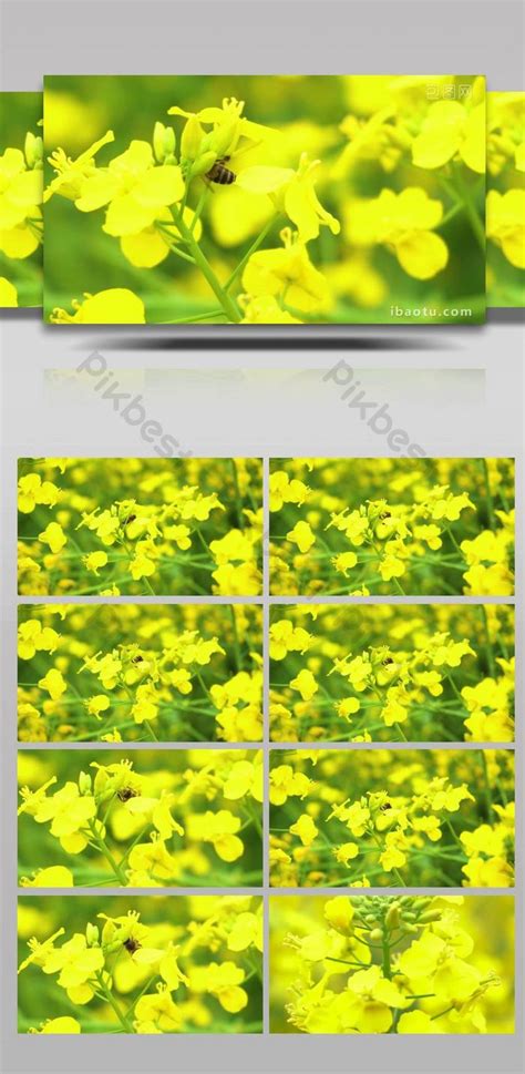 Videos download films, music videos, video clips. 4K aerial fire farmland only beauty gold rape flower ...