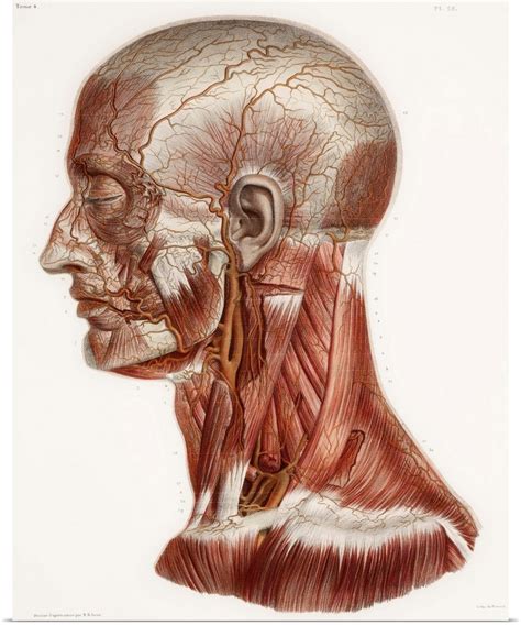 Head And Neck Anatomy Historical Artwork Poster Print Ebay