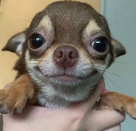 Lächelnde Chihuahua Chihuahua Puppies Cute Baby Animals Chihuahua Dogs