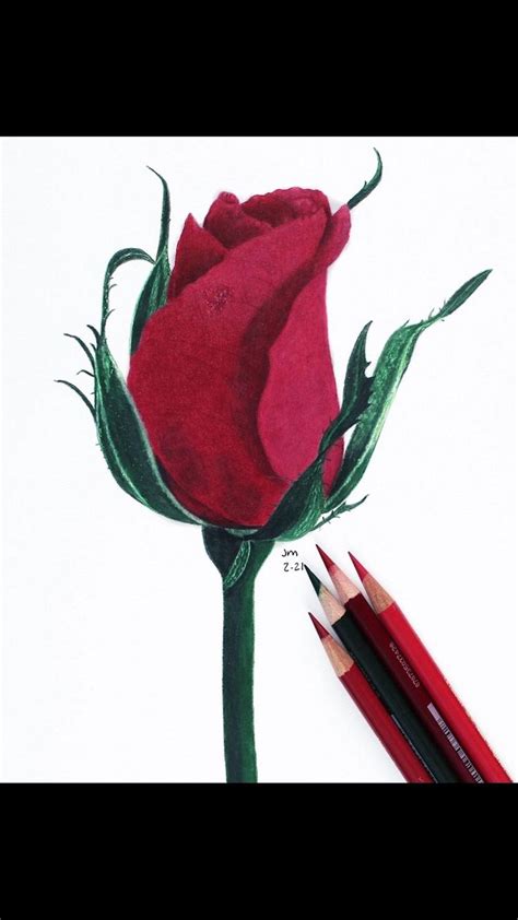 Jennifer Morrison Art Creating Botanical Colored Pencil Drawing