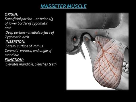 Examination Of Tmj Andmuscles Of Mastication 2