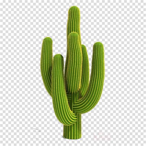 Cactus clipart - Saguaro, Cactus, Plant, transparent clip art png image