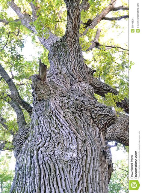 One Large Oak Tree Close Up Stock Photo Image 60582829