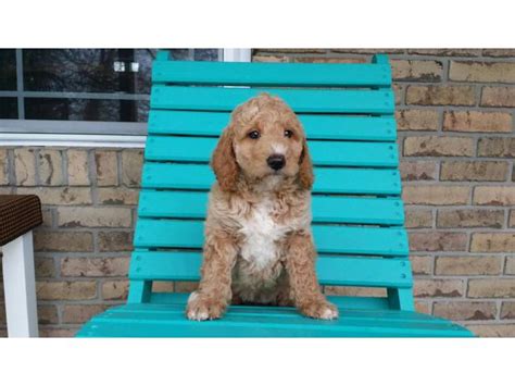 To confirm pricing, availability and descriptions of our puppies for sale, please call, email or text message the store. 4 mini Goldendoodles available in Studio City, California ...