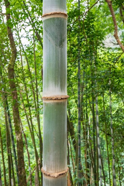 Big Bamboo Tree In The Real Forest Stock Image Image Of Abstract