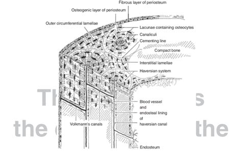 Bone decalcification is the removal of the mineral component using an acid, leaving the bone soft and easy to cut. Structure of compact bone. Longitudinal and cross ...