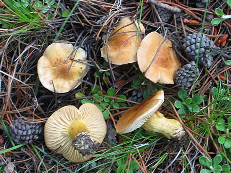 A Few Mushrooms From Colorado Mushroom Hunting And