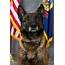 K9 Units Retire After Nearly 20 Years Of Service  East Idaho News