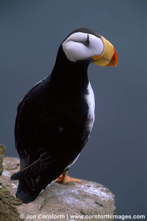 Horned Puffin 1 Photo Picture Print Cornforth Images