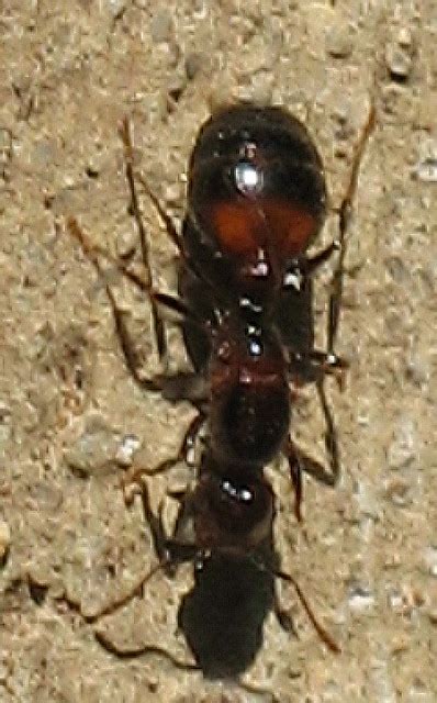 Black Imported Fire Ant Solenopsis Richteri Flickr Photo Sharing