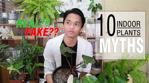 Truth About Indoor Plant Myths Youtube