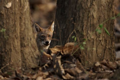 Jackal | Kalyan Varma Photography