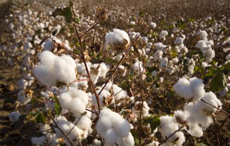 Cotton Field At Harvest Stock Photo Image Of Boll Plant 5145760