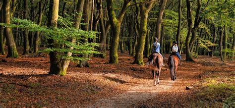 5 Questions To Ask Potential Horseback Riding Instructors Hrn