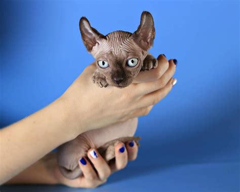 Sphynx are considered the most social and affectionate breed #sphynx kittens #sphynx kittens for sale in usa #hairless sphynx kittens #black sphynx kittens #sphynx for adoption. Sphynx Cats For Sale | North Bergen, NJ #293983 | Petzlover