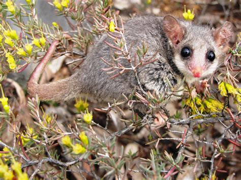 Invasive Species Are Australias Number One Extinction Threat Csiroscope