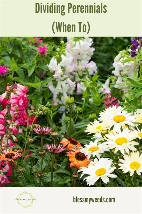 Perennials Add Up Over The Years And Need To Be Divided But Dividing Them Needs To Be Done At