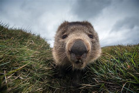 Wombat Sean Crane Photography