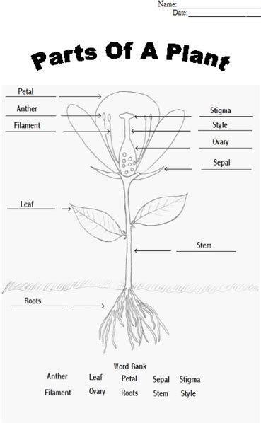 Parts Of A Flower Plants Worksheets Parts Of A Plant