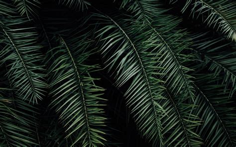 Download Wallpaper 3840x2400 Palm Branches Leaves Green 4k Ultra Hd