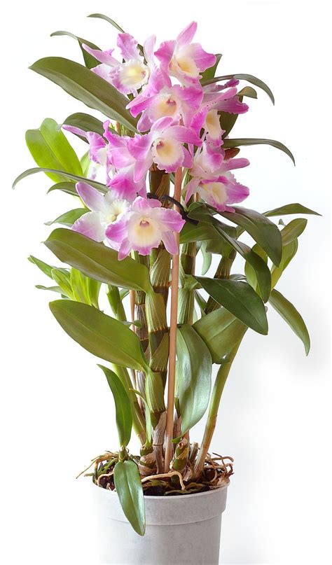 Dendrobium Types Of Orchids With Pictures And Names Orchid Flowers