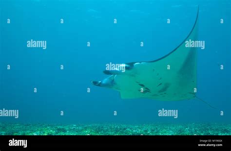 Manta Ray Swimming Above Hi Res Stock Photography And Images Alamy