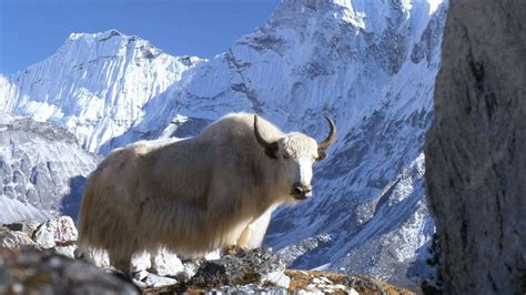 Himalayan Yak Gets Fssai Approval As Food Animal