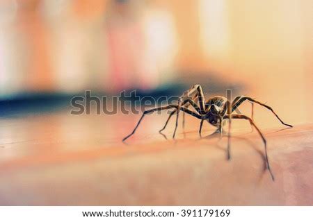 Black Widow Spider Stock Photos Images Pictures Shutterstock
