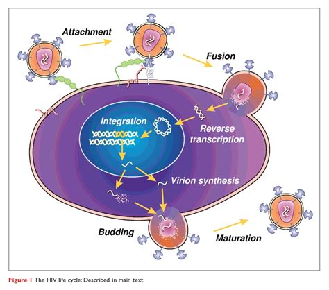Virus Life Cycle Diagram Hot Sex Picture